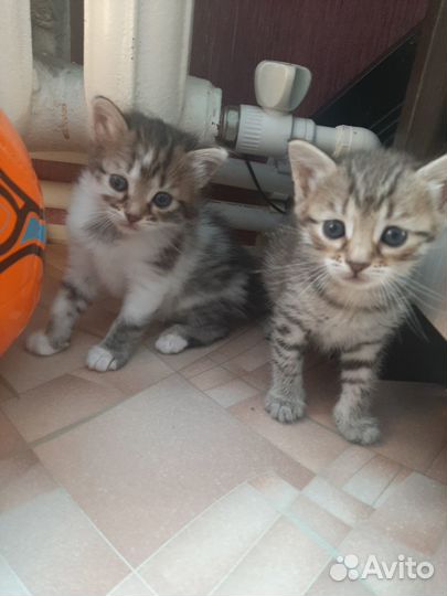 Отдам котят в добрые руки