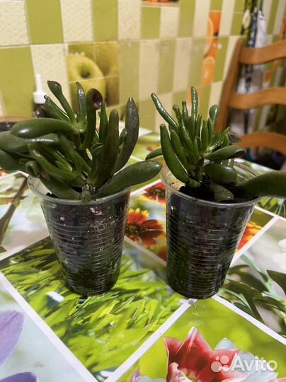 Красула хоббит