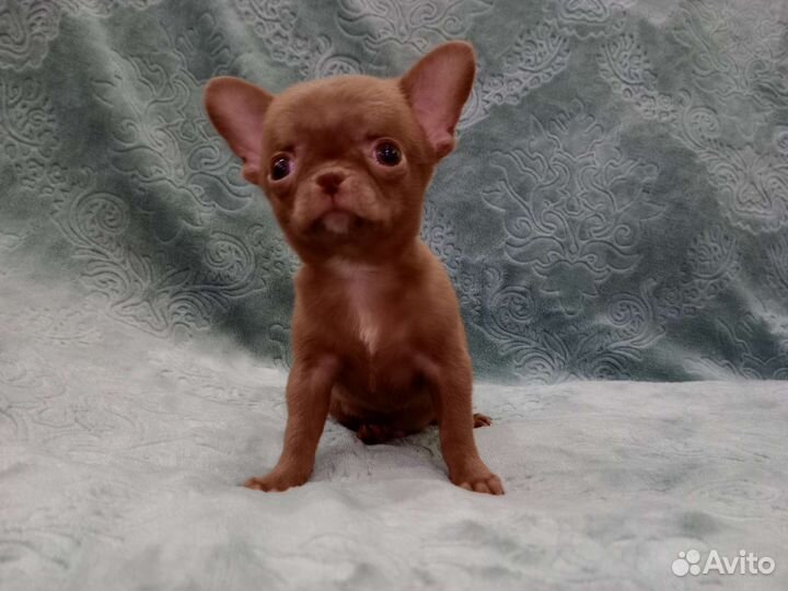 Чихуахуа мини мальчик