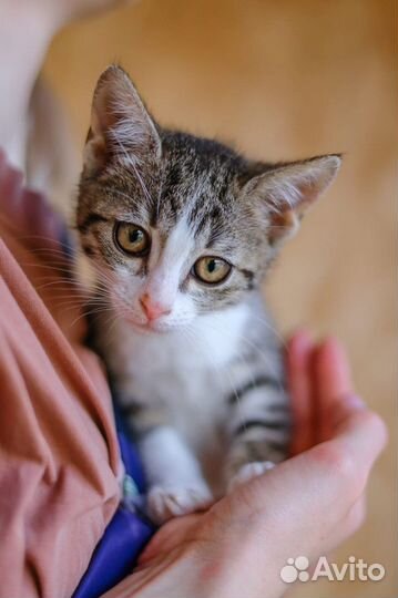 Кошка в дар бесплатно