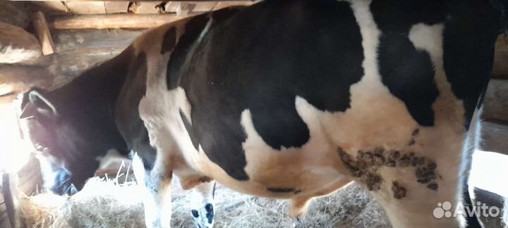 Бык голштинской породы 1год 2 месяца продам
