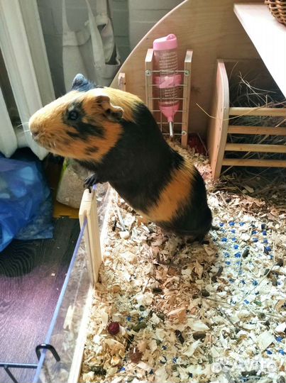 Морская свинка вязка