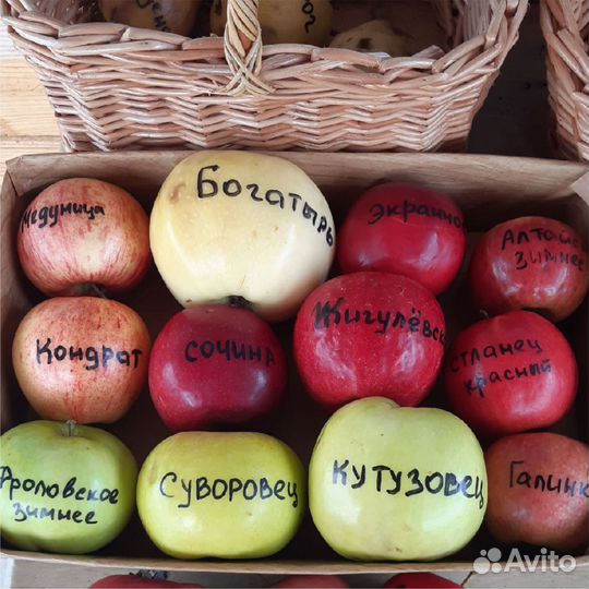 Саженцы яблони и груши из питомника