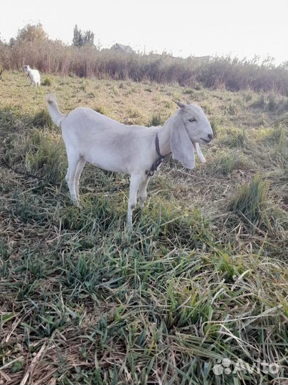 Козы Нубокомори