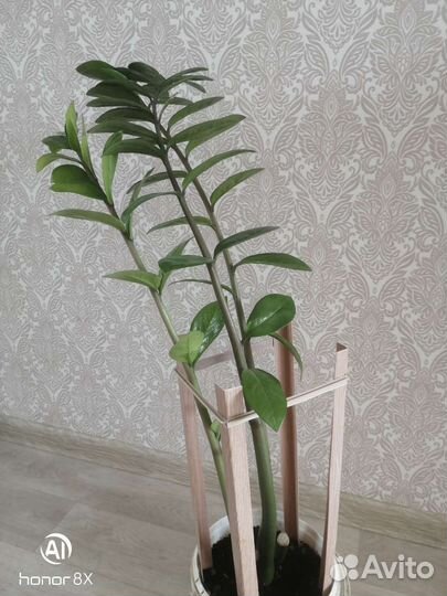 Замиокулькас - Денежное дерево, офисный цветок