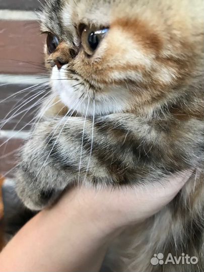 Экзотическая кошечка 3мес