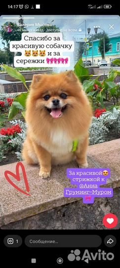 Грумер. Стрижка собак