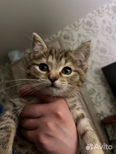 Домашние животные котята