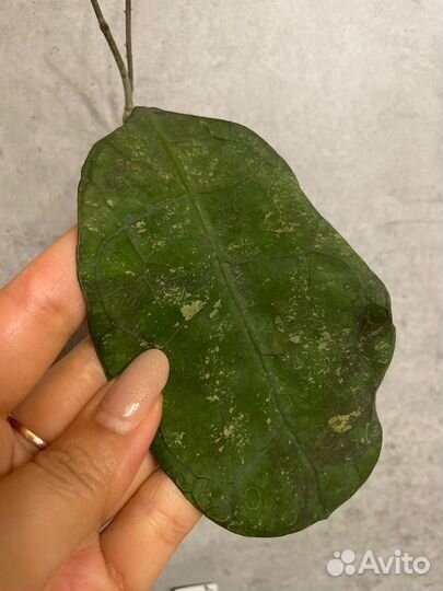 Хойя на срез