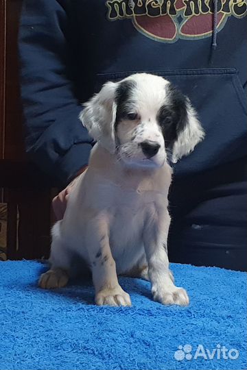 Щенки английского сеттера