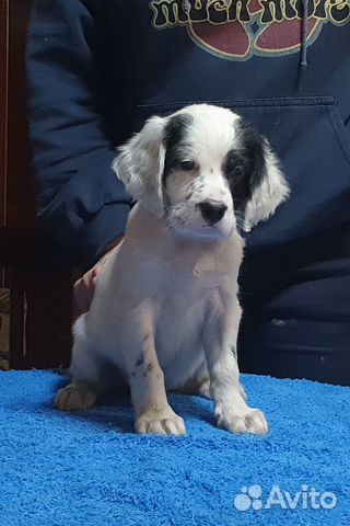 Щенки английского сеттера