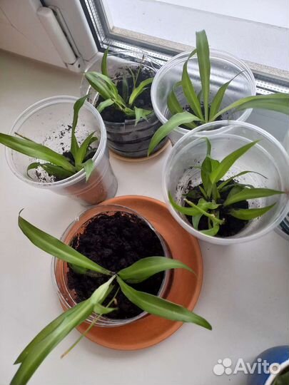 Хлорофитум