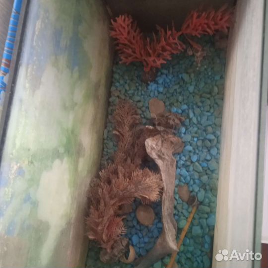 Аквариум