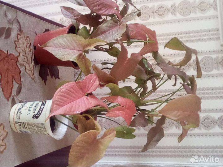 Сингониумы,аглаонемы,эпипремнумы