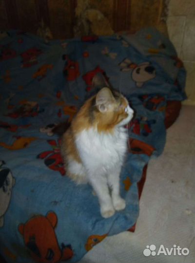 Отдам котят