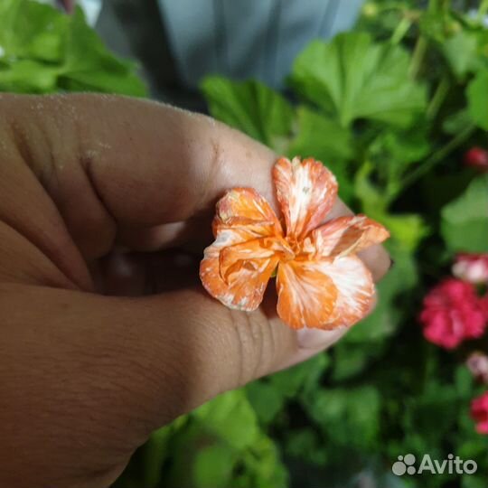 Пеларгония герань