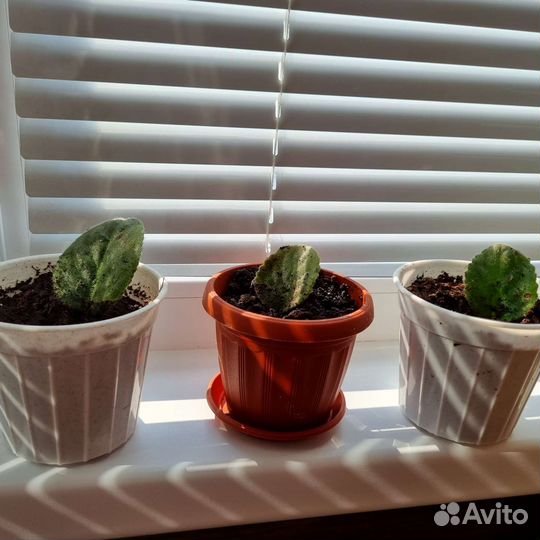 Сортовые фиалки