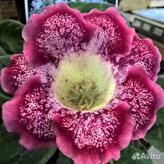 Глоксиния Малиновая Крапчатая