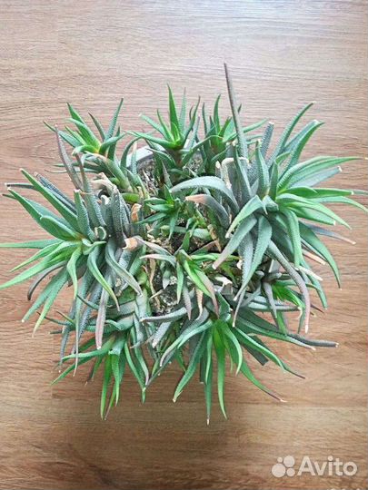 Хавортия. Суккуленты