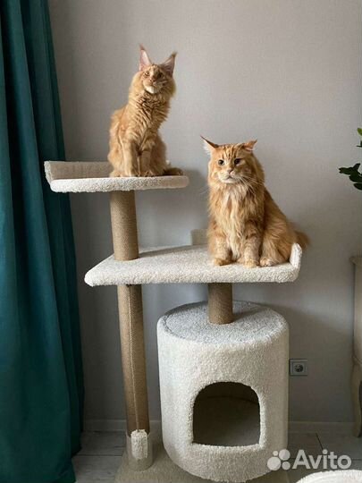 Спасём вашу мебель Когтеточка #1