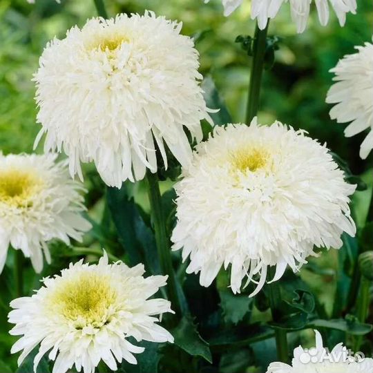 Продажа цветы садовые