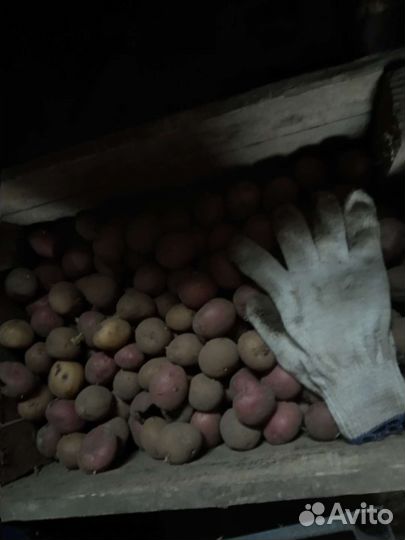 Картофель семенной