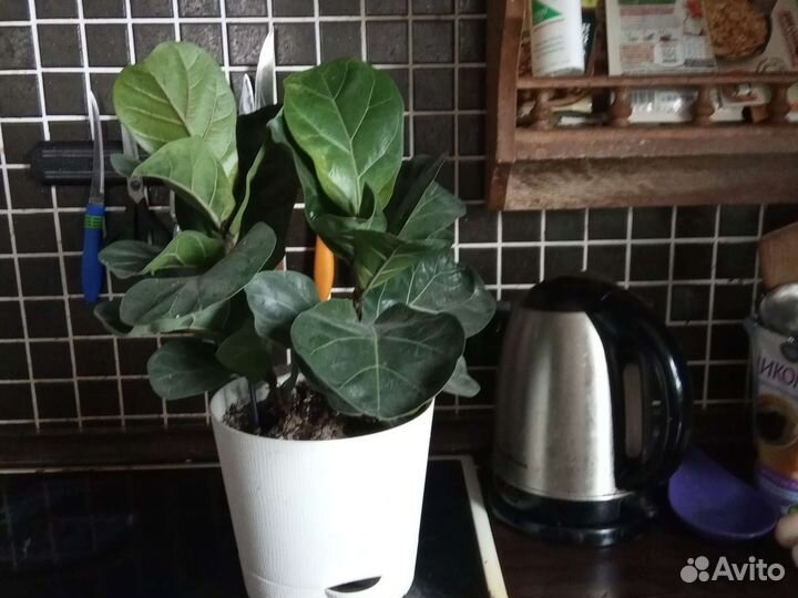 Кротон мамми