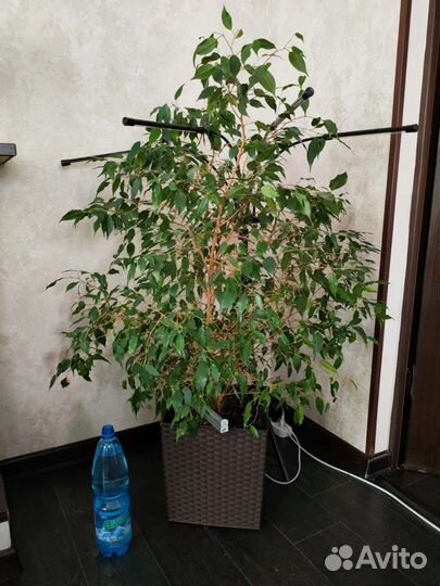 Цветы для дома