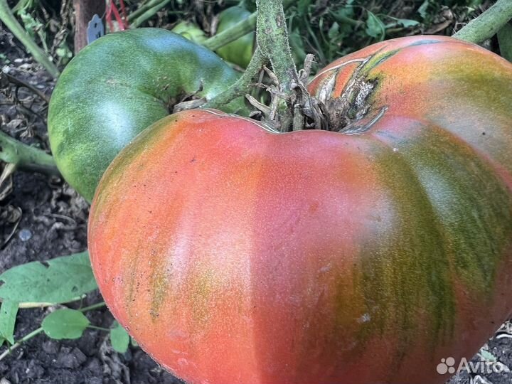 Семена томатов, крупные сорта