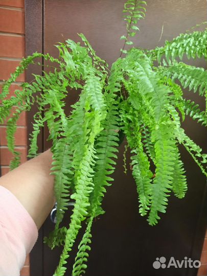 Нефролепис Бостон