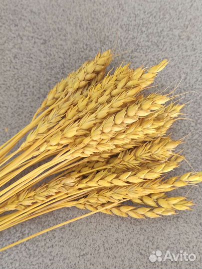 Сухоцвет пшеница