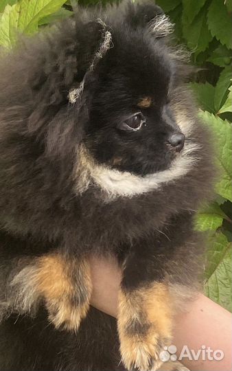 Померанский мини шпиц