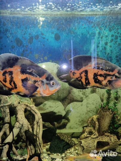 Аквариум