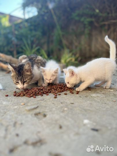 Белый кот к удачи и здоровью вашей семье