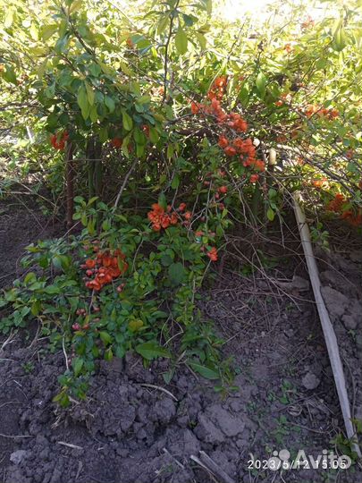 Айва японская