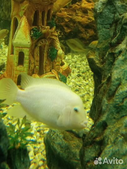 Рыба. Цихлид. Обмен