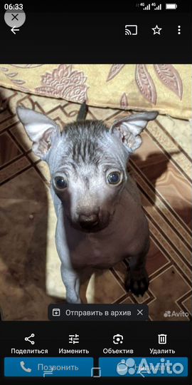 Китайская хохлатая