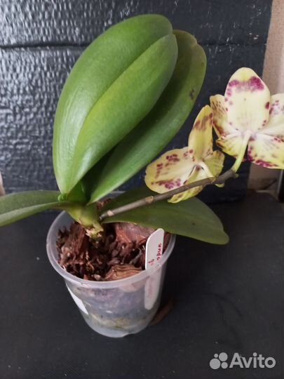 Орхидея фаленопсис