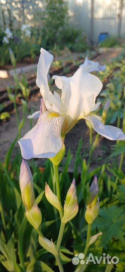 Ирис