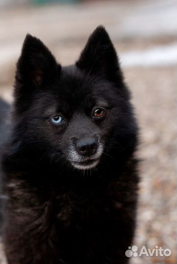 Разноглазый шипперке Розик в добрые руки