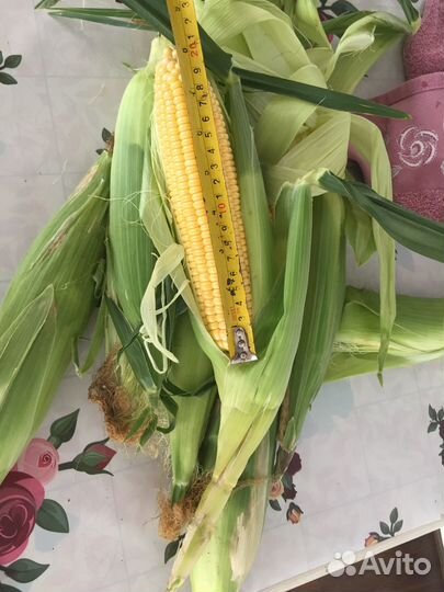 Супер Сладкая Кукуруза ноа