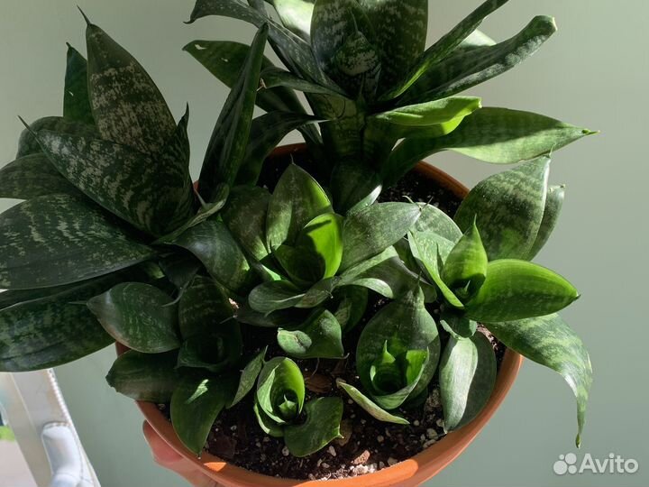 Сансевиерия ханни в бонсайнице
