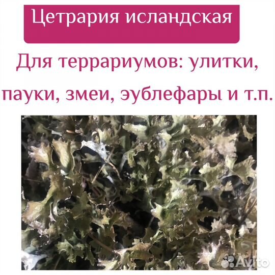 Цетрария исландская