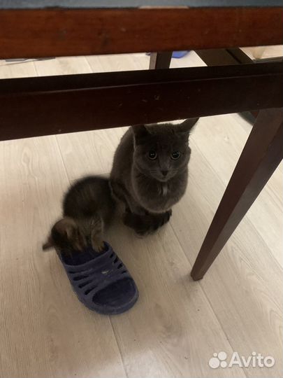 Кошки в добрые руки