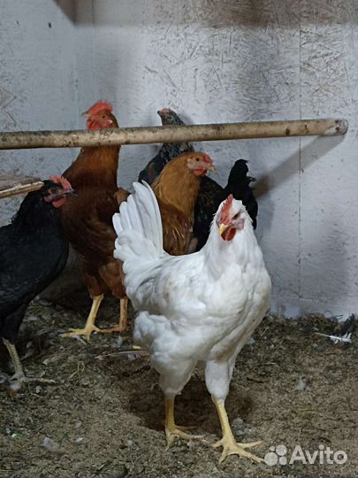 Молодые петухи