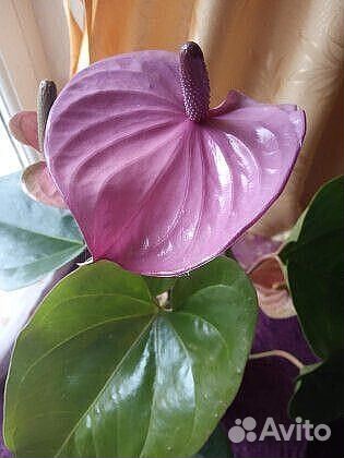 Бесплатная пересылка. Антуриумы-1