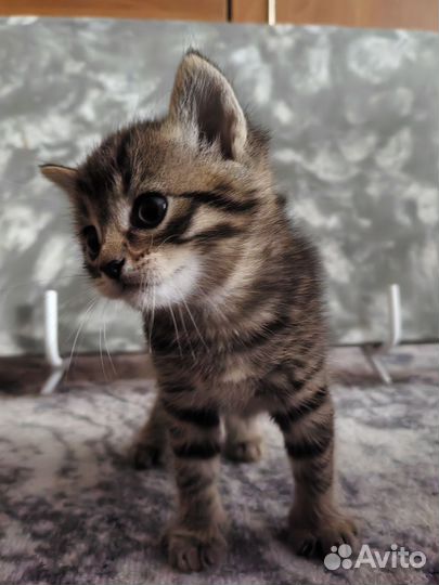 Кошка в дар бесплатно