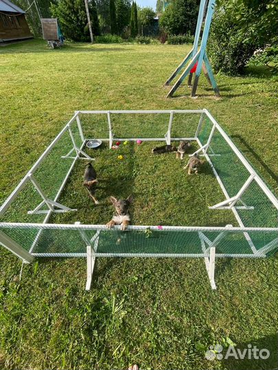 Щенки метисы овчарки с непростой судьбой