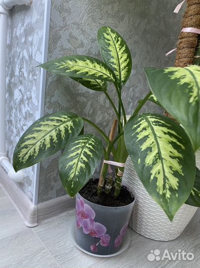 Диффенбахия