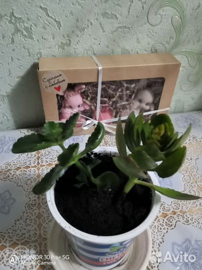 Каланхоэ, оранжевое и жёлтое